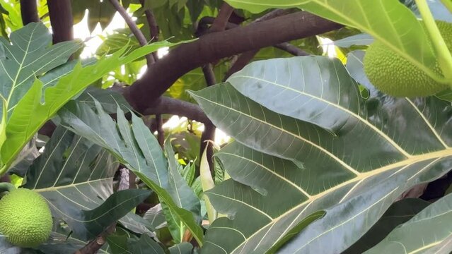 Fresh breadfruit on the tree