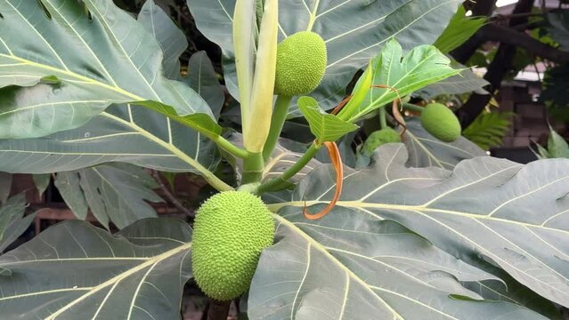 Fresh breadfruit on the tree