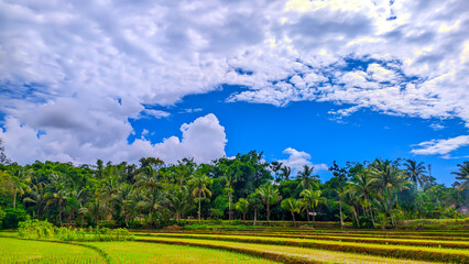 Natural background view of rural rice fields that have not yet been planted with rice, blue sky