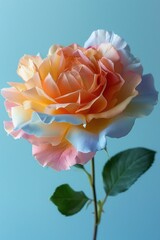 Close-up shot of a rose with stunning pastel shades and crisp detail on a blue background