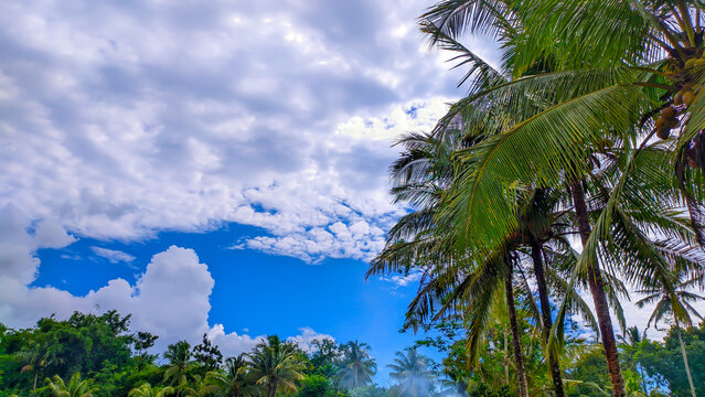View of tall coconut trees with clear cloudy sky with empty space in Indonesia