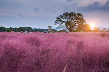  Pink Muhly Grass  at sunset Near Cheomseongdae in Gyeongju, Gyeongsangbuk-do, South Korea.