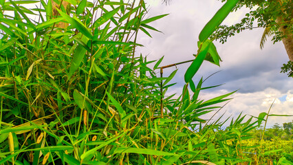 Fresh green bamboo leaves for background or wallpaper