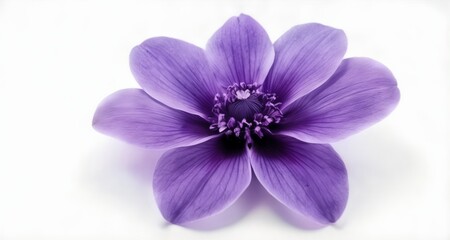  Elegant purple flower in bloom