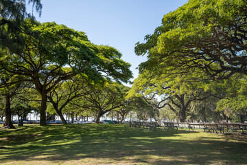 Show section in Kapiolani Park in Waikiki Hawaii 
