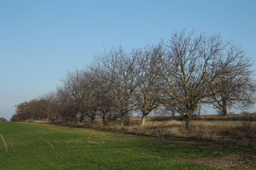 Fototapeta na wymiar A group of trees in a field