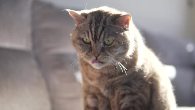 A Felidae carnivore with whiskers is sitting on a couch, looking at the camera