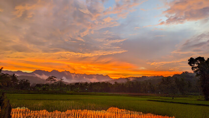 Panoramic view of rice fields with purple sky afternoon orange