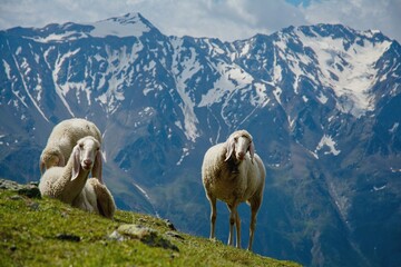 Sheep on a meadow in the Tyrolean Alps with a snowy mountain in the background. Sheep in Ötztal Alps in Austria. Alps in summer. 