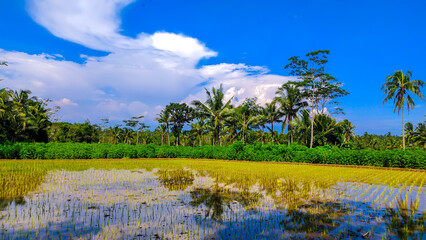 Natural background view of rural rice fields that have not yet been planted with rice, blue sky