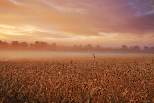 Clouds, wheat or fog for sunlight, dramatic or sky in mysterious, meadow or landscape for wallpaper. Field, grain and mist in golden dusk for harvest in natural countryside for peaceful panorama © peopleimages.com