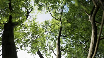Fototapeta premium 3D RENDER GREEN FOREST NATURE LANDSCAPE