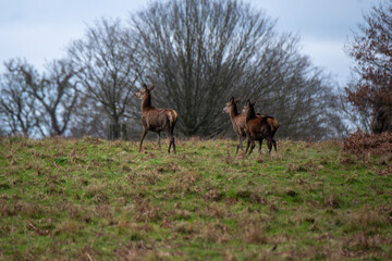 Deer family England