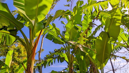 banana tree with fresh green leaves in Indonesian nature