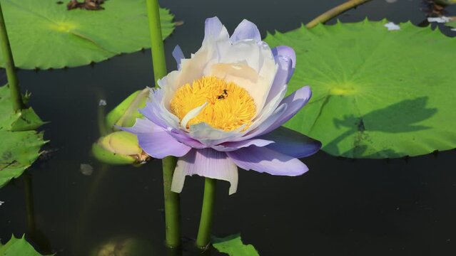 Detailed close up of a damaged giant water lily leaf with holes from insect bites, unique natural texture and decay in a pond, selective focus on the torn edges and green surface.