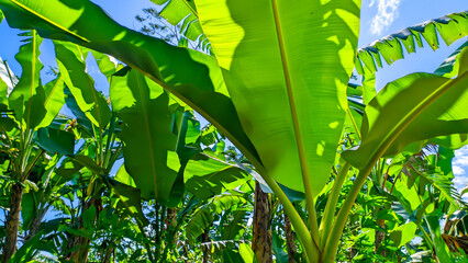 Banana tree with fresh green leaves in Indonesian nature