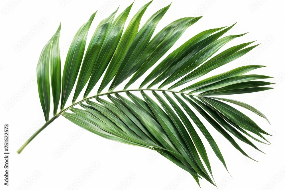 Poster isolated palm leaf clipping path on white background