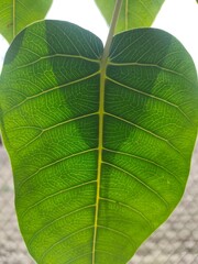 Green Leaf Texture
