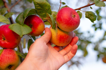 Apple harvest. A farmer picks a ripe, juicy apple from an apple tree