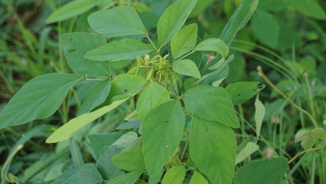 Desmodium tortuosum (twisted tick trefoil, dixie tick trefoil, tall tick clover, Florida beggarweed, jalakan, petet). Leaves and stems aqueous infusion drunk to treat stomach pain, menstruation pain