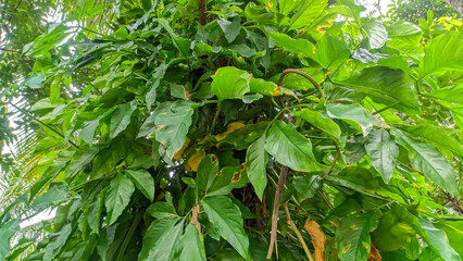 Parasitic wild plant with thick green leaves, Syngonium podophyllum