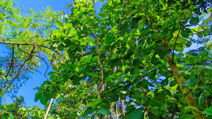 Teak tree or Tectona grandis with fresh green leaves growing in Indonesian forests