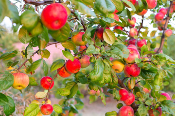 Apple tree with ripe red apples. Ripening of a summer variety of apples