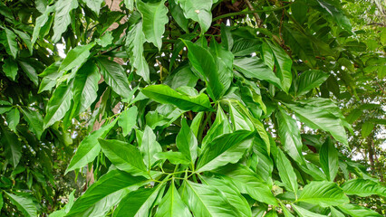 Parasitic wild plant with thick green leaves, Syngonium podophyllum