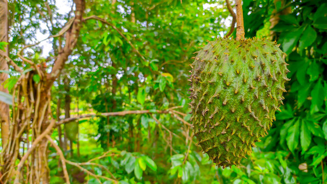 Close-up of green soursop fruit or Annona muricata, empty space