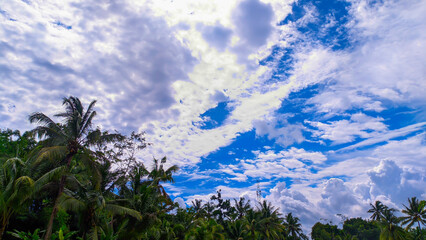 Obraz premium Green forest trees with bright cloudy sky for free space