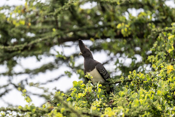 gray beautiful bird - gray white-breasted banana-eater in natural conditions in a national park in Kenya