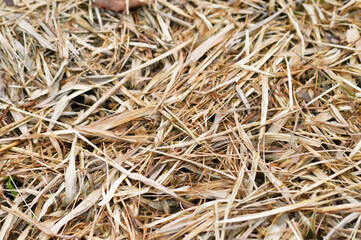 close up of straw