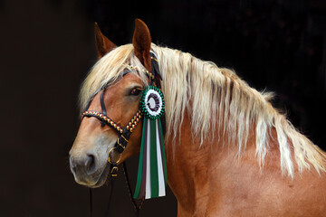 look portrait of a beautiful heavy draft horse with winner rosette