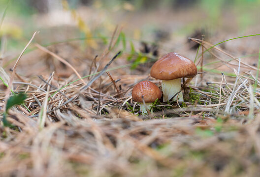 A pair of young small Suillus luteus mushrooms with brown cap among the pine needles. Suillus luteus or Jack or Sticky bun. Edible mushrooms. Blurred foreground and background. Selective focus