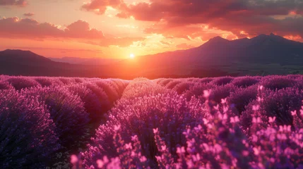 Abwaschbare Fototapete Purpur Lavender field summer sunset landscape near Valensole. Provence, France.