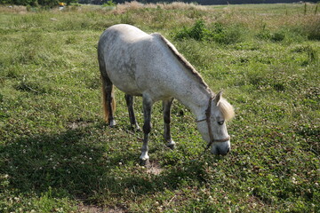 the white horse in the grass field