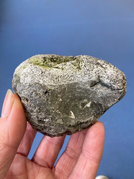 Ambergris whale vomit used in perfume making it is made by sperm whale to protect its digestive tract, ambergris is expensive and rare