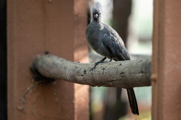 beautiful gray banana-eater bird in natural conditions in a national park in Kenya