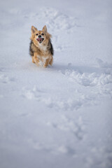 Joyful Winter Frolic: Energetic Pup Enjoys a Snowy Adventure while smiling running in the snow