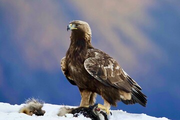 eagle