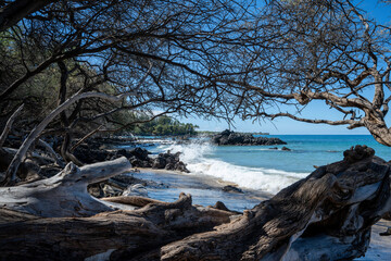 Waialea Beach 67 with old water worn trees in Big Island Hawaii