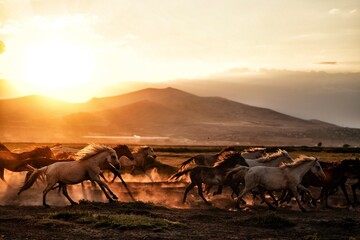 herd of horses in sunset #horses #nature #wildlife