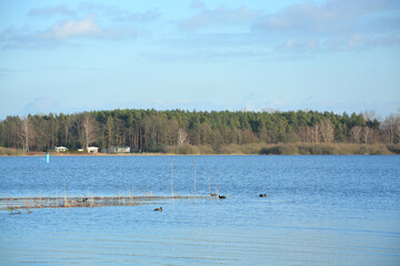 Vögel im Beetzsee bei Brandenburg an der Havel