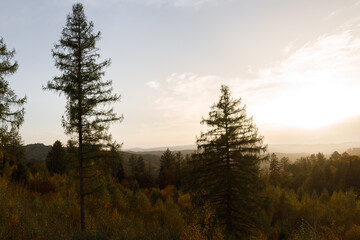 Golden Hour Serenity: Sun Setting Behind Silhouetted Pine Trees Overlooking a Lush Forest