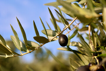 Olive growing in Tuscany, Italy
