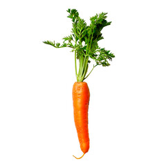A carrot is shown with its stem and leaves still attached Isolated on transparent background, PNG