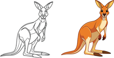kangaroo marsupial animal of Australia-