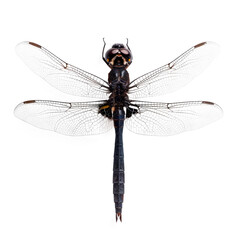 A dragonfly is shown in full view on a white background Isolated on transparent background, PNG
