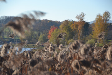 Paysages d'automne, arbre rouge du lac Michelbach en Alsace
