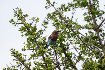 beautiful lilac-breasted roller bird in natural conditions in a national park in Kenya